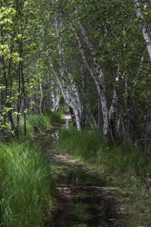 Spring Path - NHP140 Spring Path - NHP140